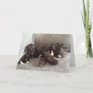 Carte de voeux - chiot de Cockapoo