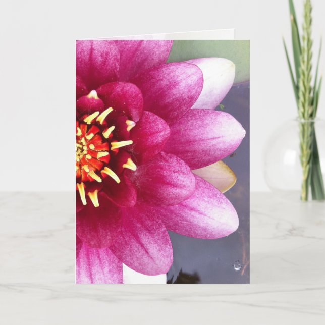 Carte de voeux Claret Coloured Water Lily (Devant)