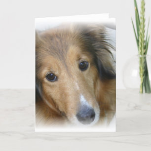 Carte de voeux Collie Dog