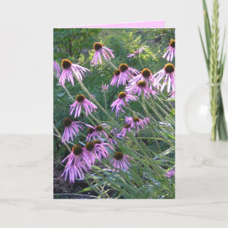 Carte de voeux - Coneflowers