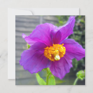 Carte de vœux coquelicot violet pour toutes occasi