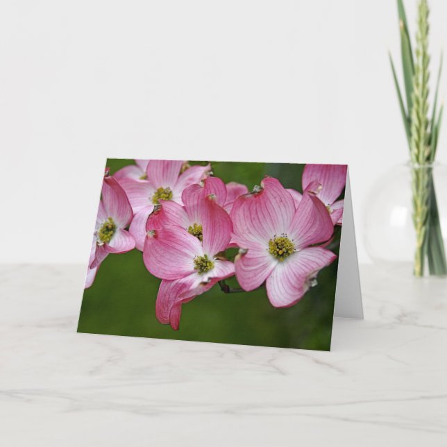 Carte de voeux :  Cornouiller rose (Devant)