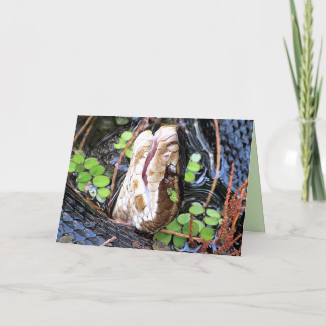 Carte de voeux Cottonmouth / Water Moccassin (Devant)