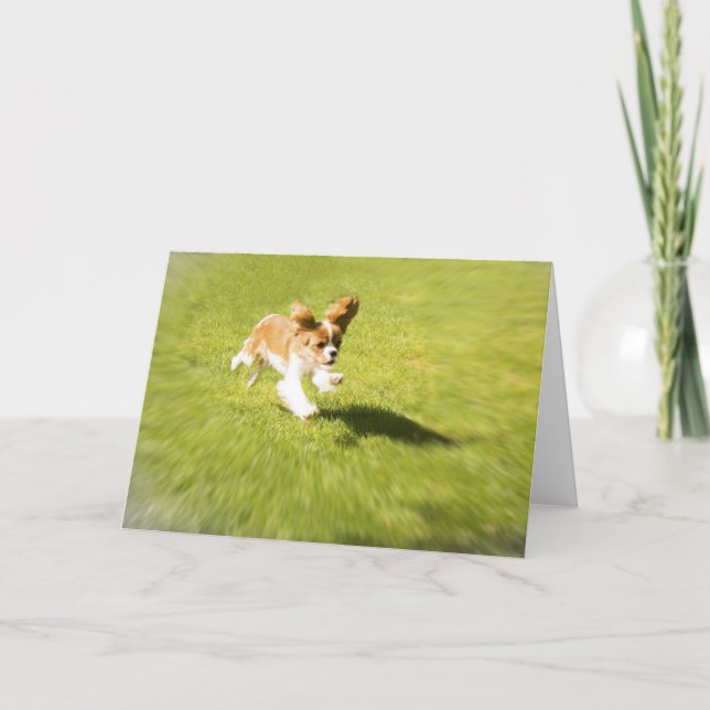 Carte de vœux Course Petit Chien dans la Cour (Devant)