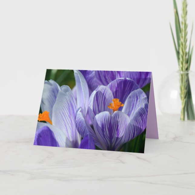 carte de voeux crocus (Devant)