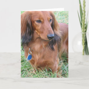 Carte de voeux Dachshund
