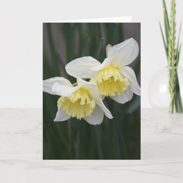 Carte de voeux Daffodils blanc et jaune (Devant)