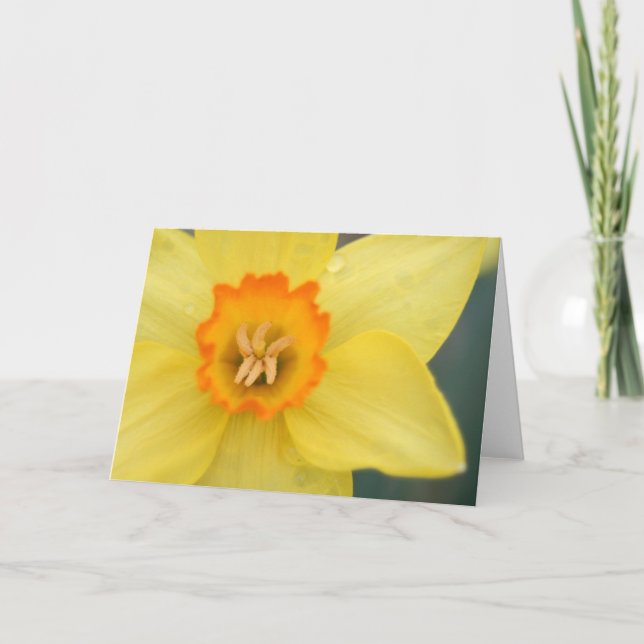 Carte de voeux Daffodique (Devant)