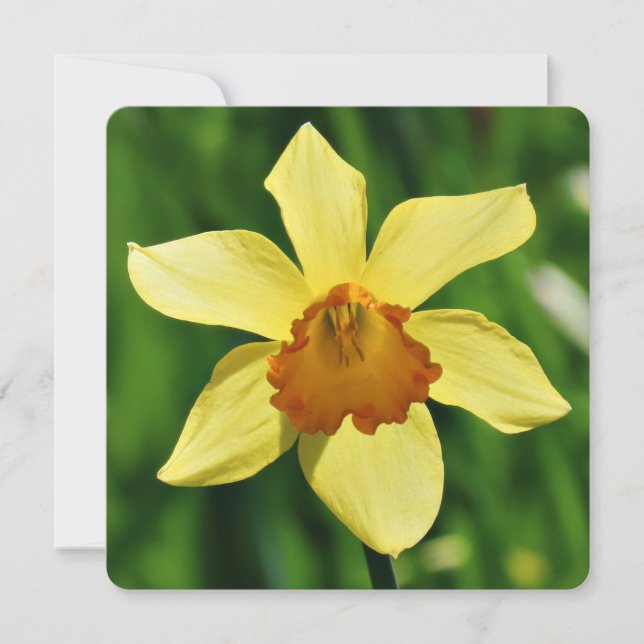 Carte de voeux Daffodique (Devant)