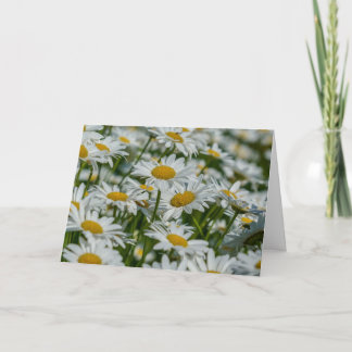 Carte de voeux - Daises dans le Vermont