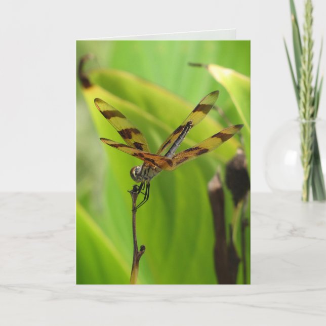 Carte de voeux Dancing Dragonfly (Devant)