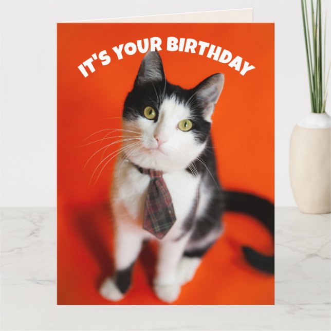 CARTE DE VOEUX D'ANNIVERSAIRE CHAT MIGNON CRAVATE (Devant)
