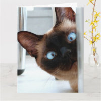 CARTE DE VŒUX D'ANNIVERSAIRE CHAT SIAMOIS PEUREUX 
