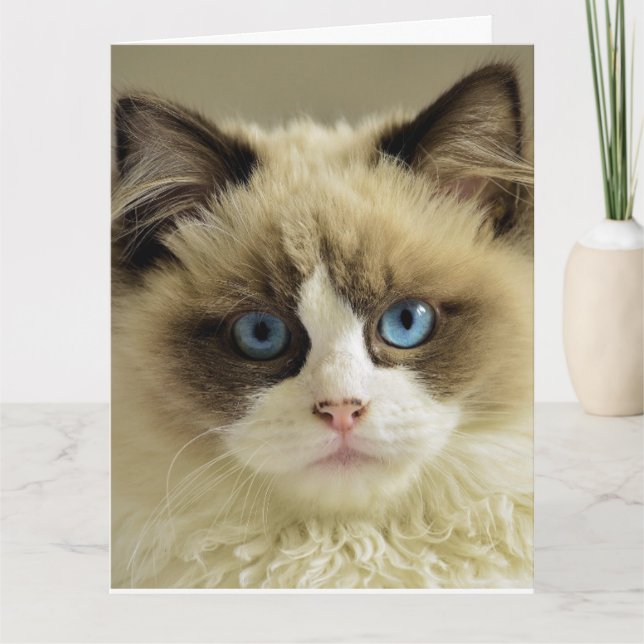 Carte de voeux d'anniversaire CUTE CAT PERSIAN (Devant)