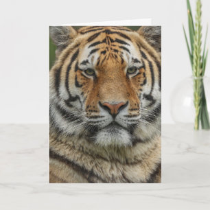 CARTE DE VOEUX D'ANNIVERSAIRE DE TIGRE DU BENGALE