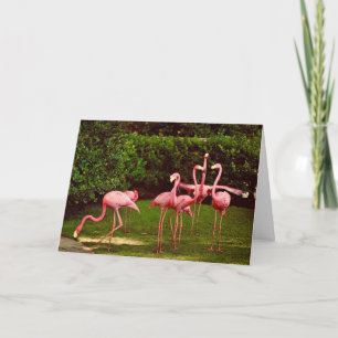 Carte de vœux d'anniversaire Flamant Rose