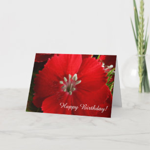 Carte de voeux d'anniversaire Red Dianthus