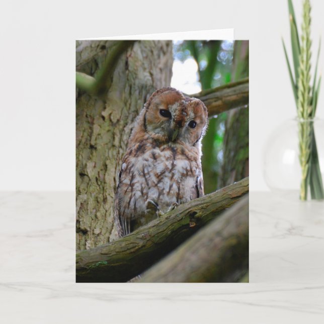 Carte de voeux de blanc de hibou fauve (Devant)