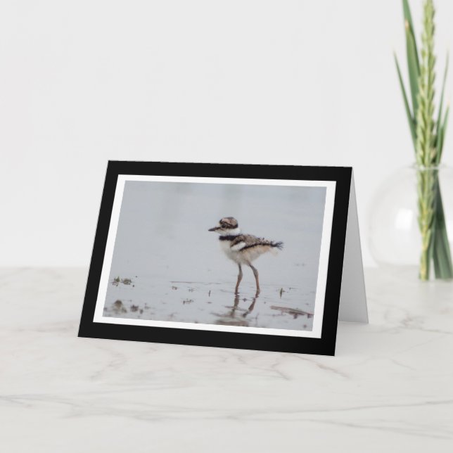 Carte de voeux de blanc de Killdeer de bébé (Devant)