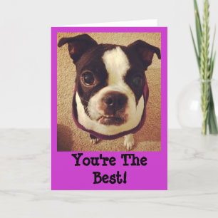 Carte de voeux de Boston Terrier