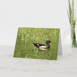 Carte de vœux de Canard branchu mâle