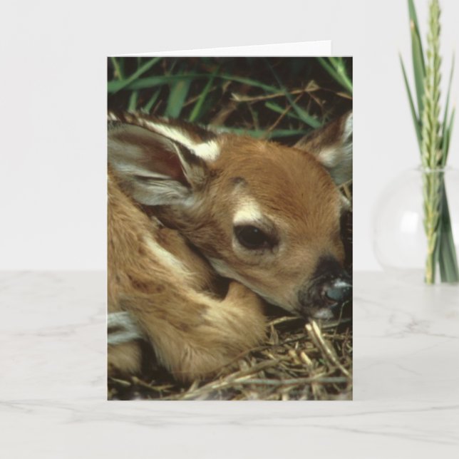 Carte de voeux de cerfs communs de bébé (Devant)