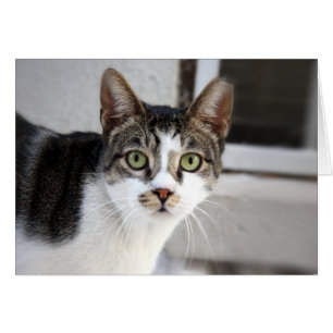 Carte de voeux de chat