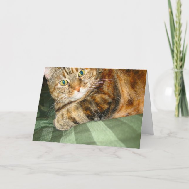 Carte de voeux de chat (Devant)