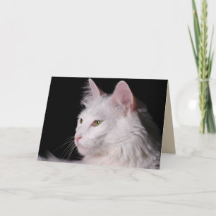 carte de voeux de chat angora