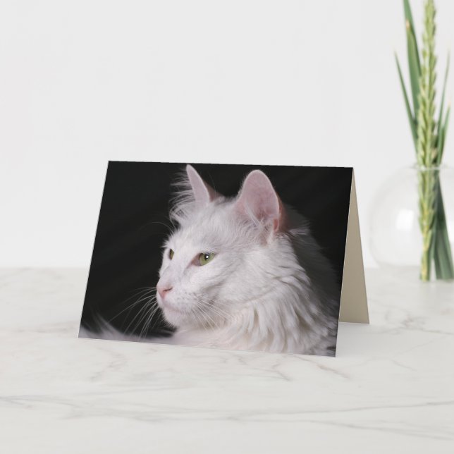 carte de voeux de chat angora (Devant)
