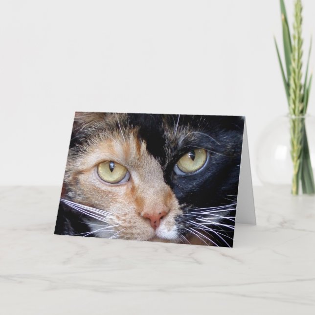 Carte de voeux de chat de calicot (Devant)