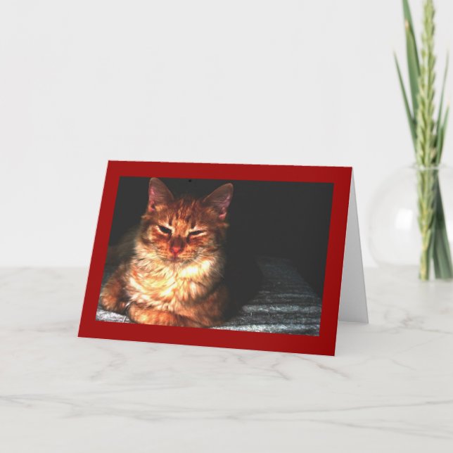Carte de voeux de chat vierge... (Devant)