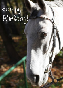 Cartes Cheval Blanc D Anniversaire Zazzle Fr