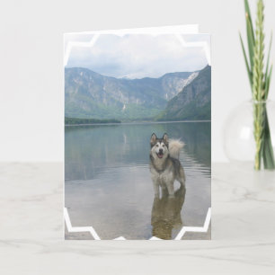 Carte de voeux de chien de Malamute