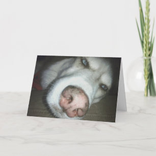 Carte de voeux de chien Husky Dog d'anniversaire t