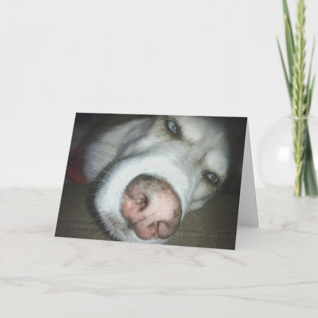 Carte de voeux de chien Husky Dog d'anniversaire t (Devant)