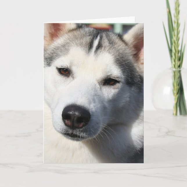 Carte de voeux de Chien Husky Sibérien (Devant)