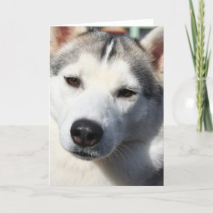 Carte de voeux de Chien Husky Sibérien