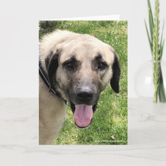 Carte de voeux de chien Kangal