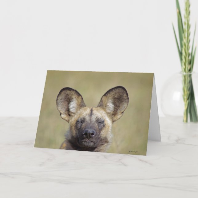Carte de voeux de chien sauvage africain (Devant)