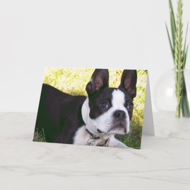 Carte de voeux de chiot de Boston Terrier (Devant)