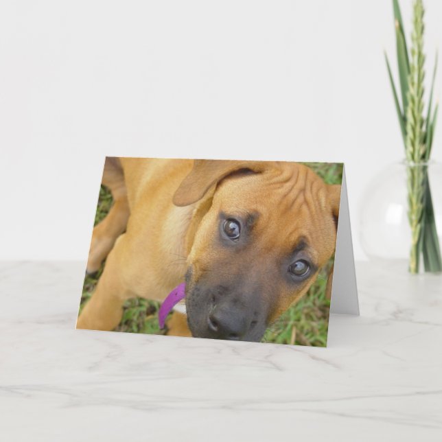 Carte de voeux de chiots de Rhodesian Ridgeback (Devant)