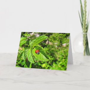 Carte de voeux de coccinelle, intérieur vide