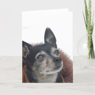 Carte de voeux de Cute Chihuahua Photos