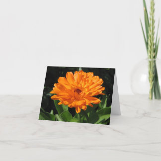 Carte de voeux de fleur de Calendula