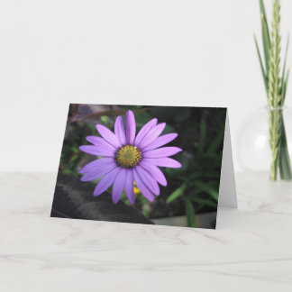 Carte de voeux de fleur de chimères d'Osteospermum