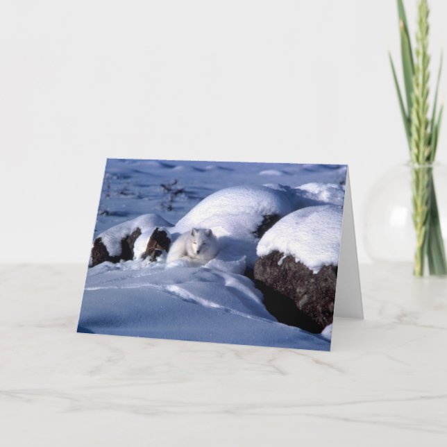 Carte de voeux de Fox arctique (Devant)