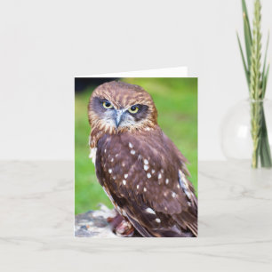Carte de vœux de hibou