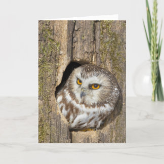 Carte de voeux de hibou