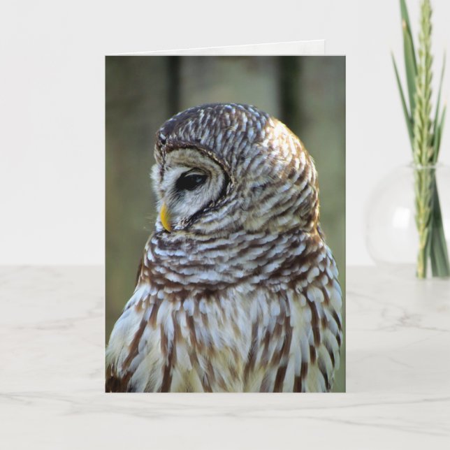 Carte de voeux de hibou (0711) (Devant)
